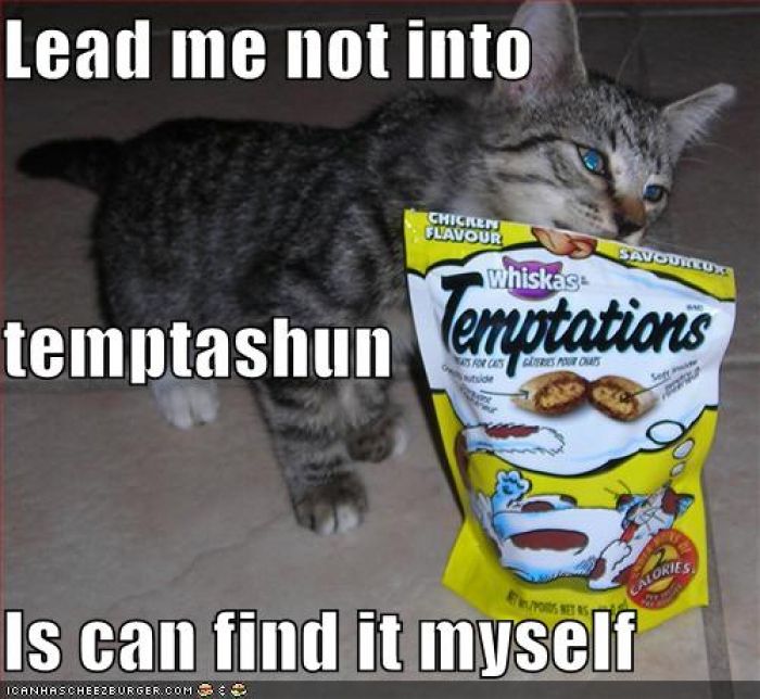 funny-pictures-cat-can-find-temptation-himself.jpg