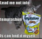 funny-pictures-cat-can-find-temptation-himself.jpg